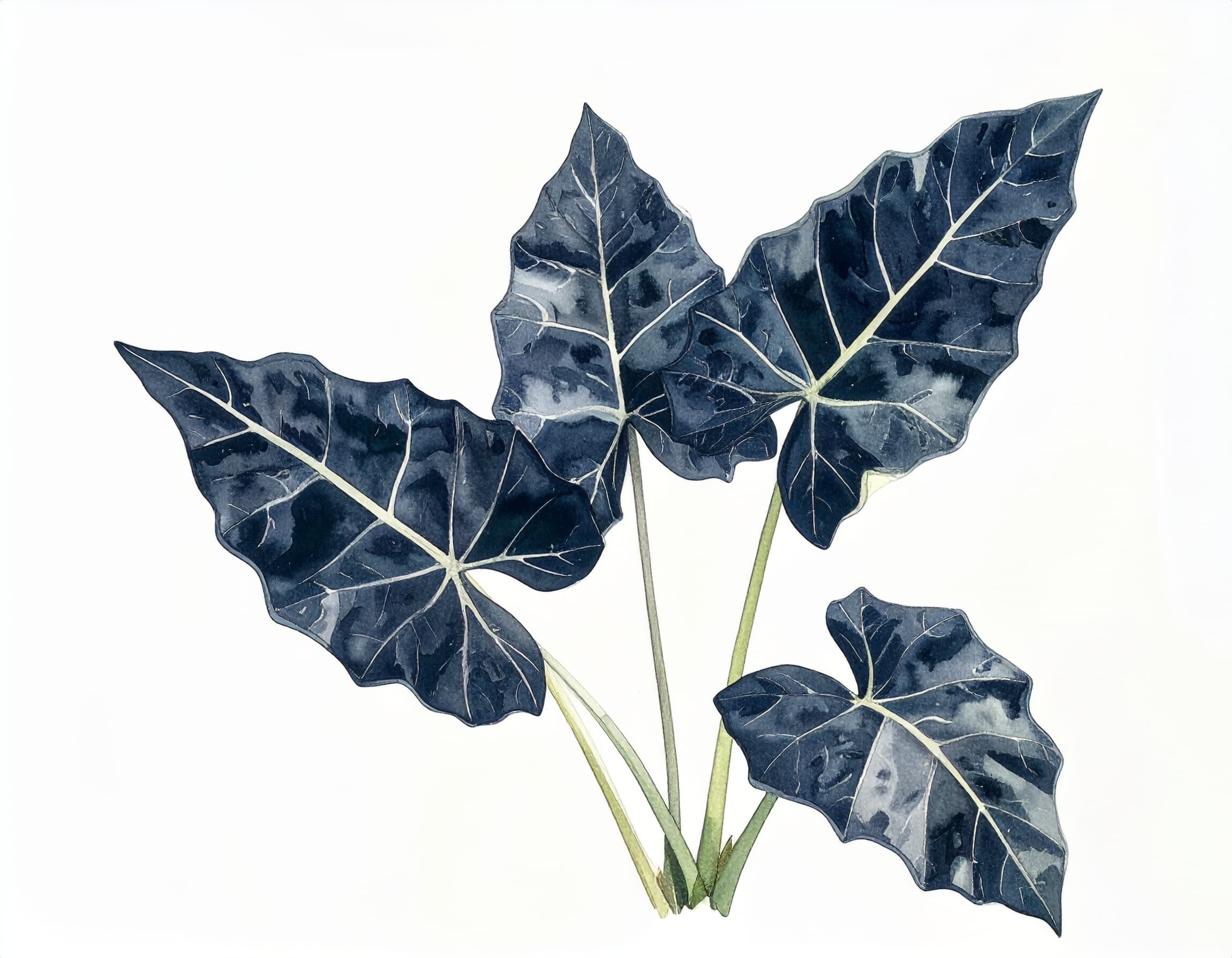 Alocasia Amazonica