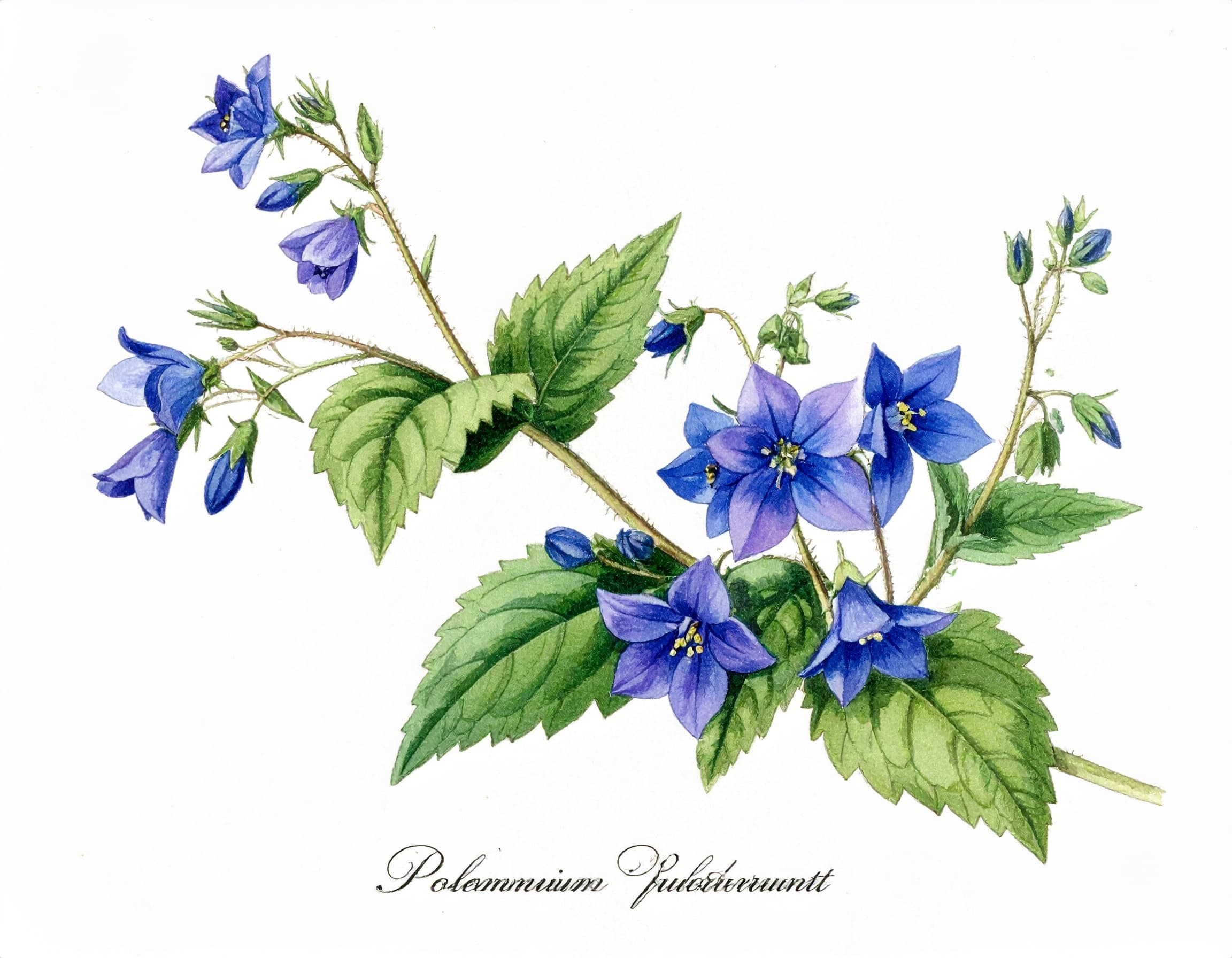 Showy Jacob's Ladder