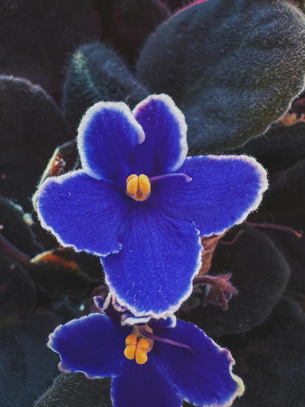 African violet — a pet-safe houseplant
