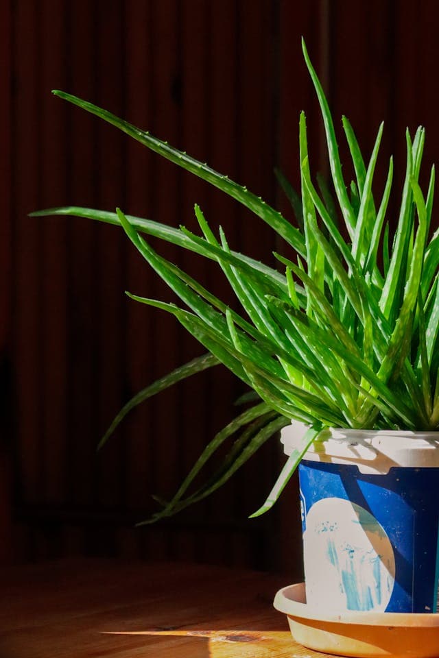 Aloe Vera