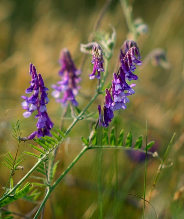 American Vetch