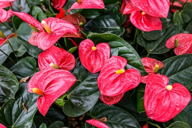 Anthurium