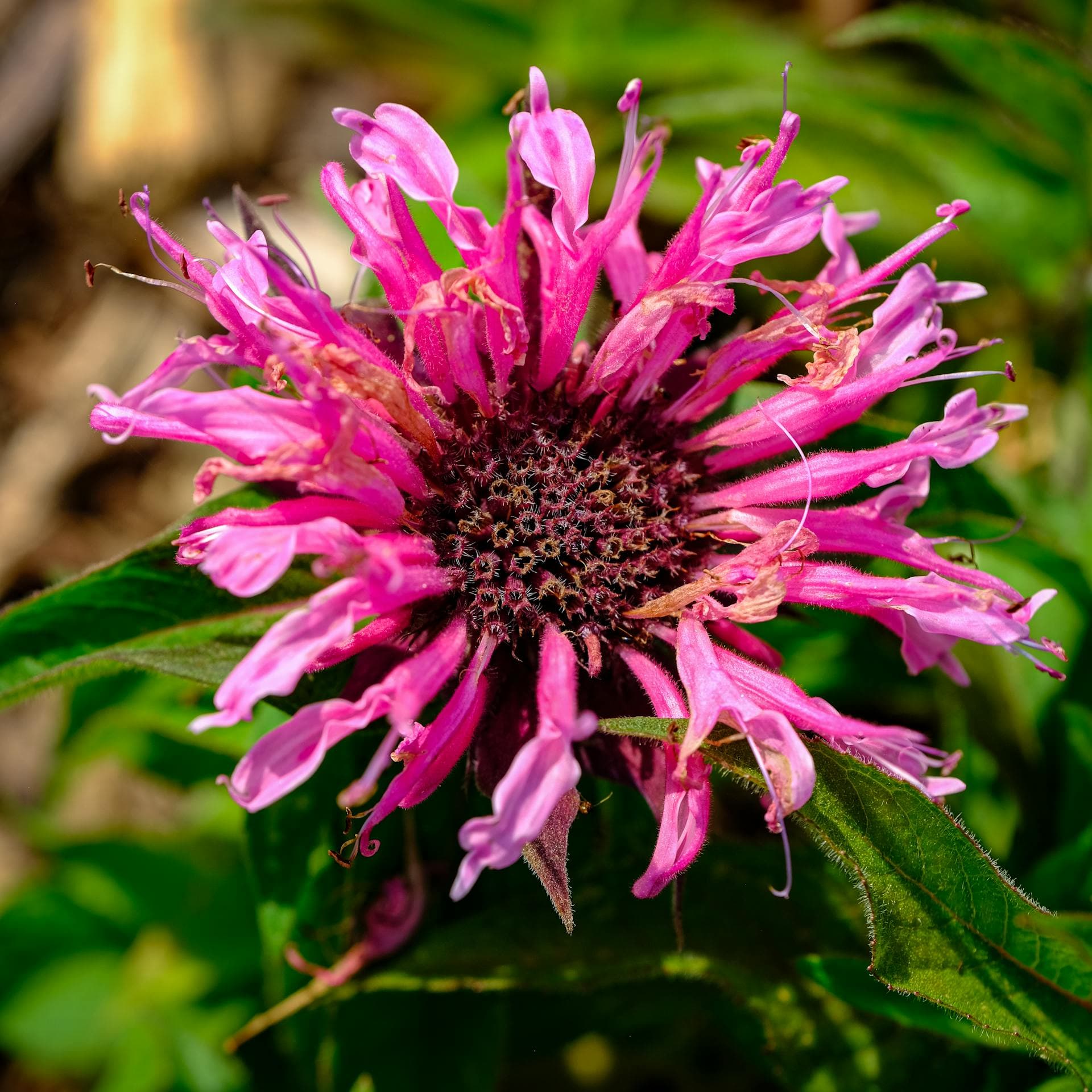 Bee Balm