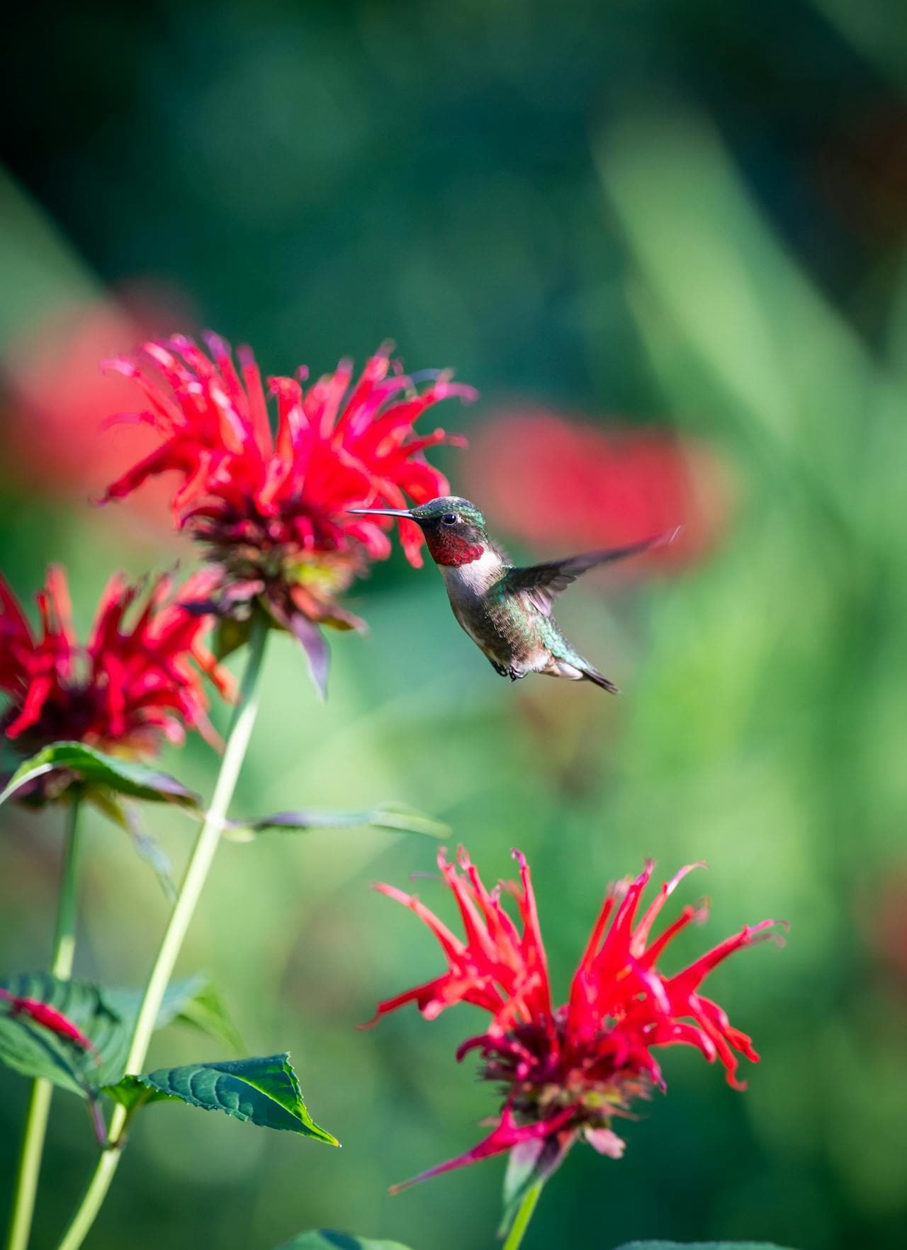 Bee Balm — additional view