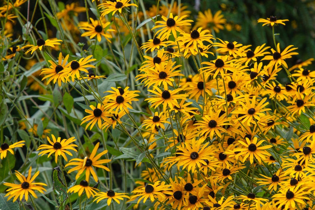 Black-eyed Susan