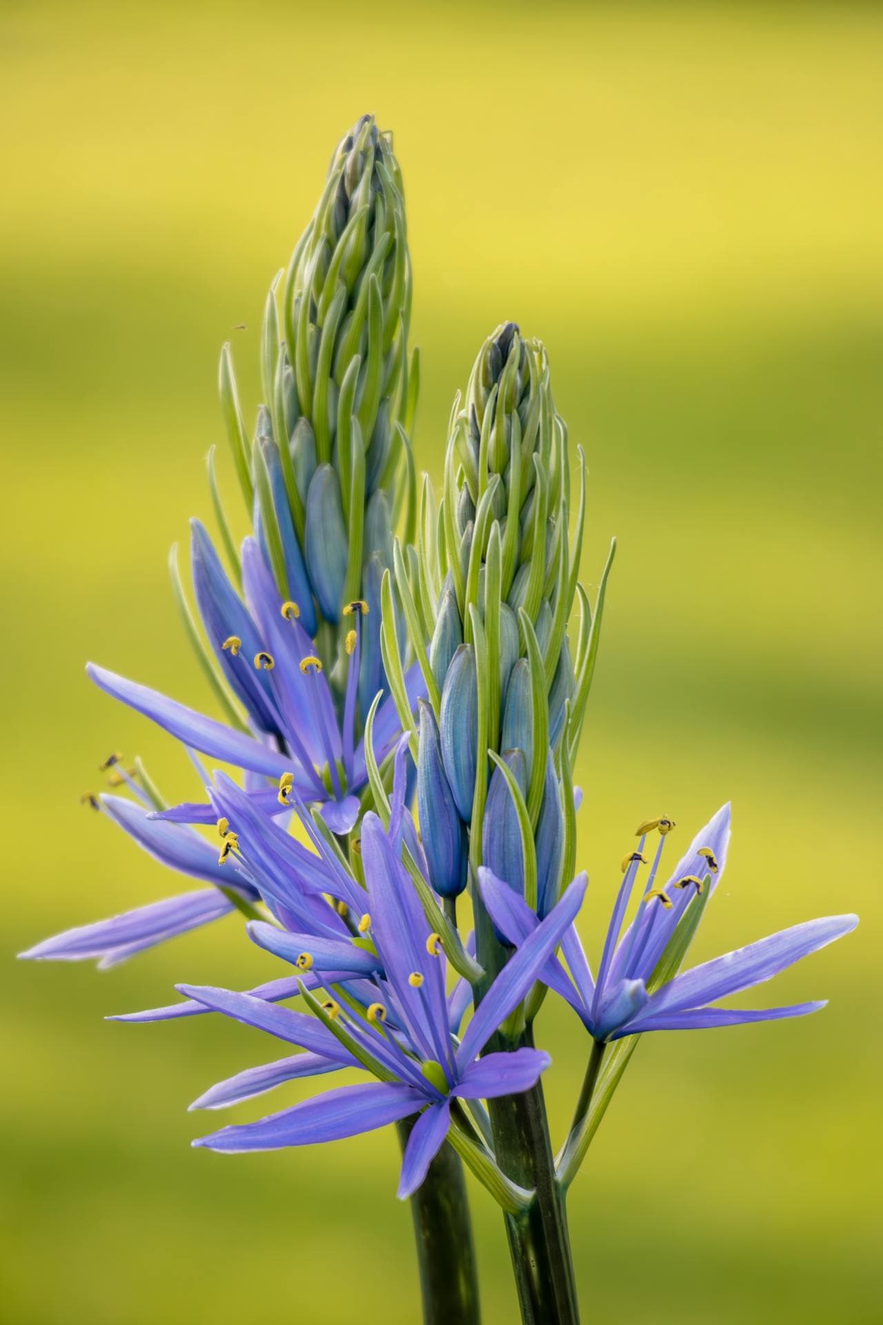 Blue Camas