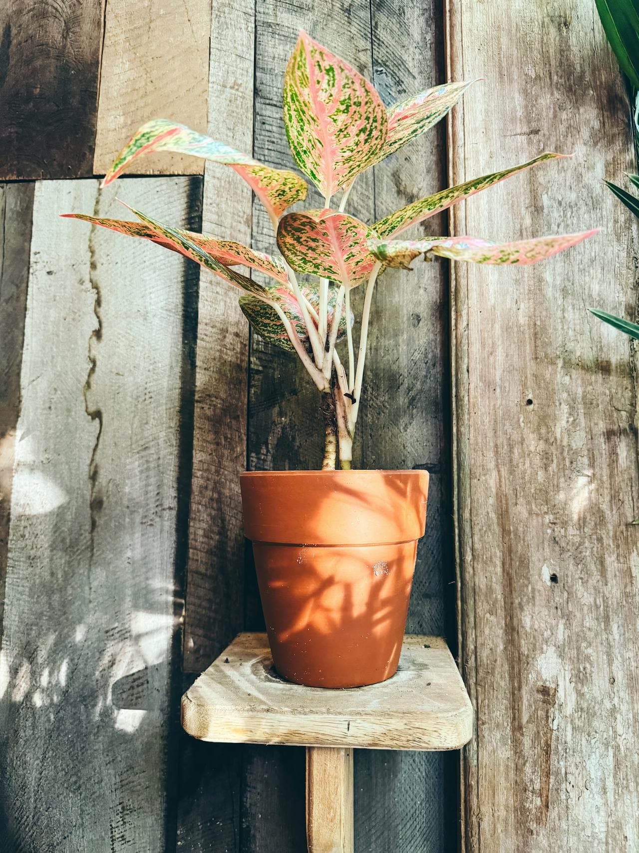 Chinese Evergreen