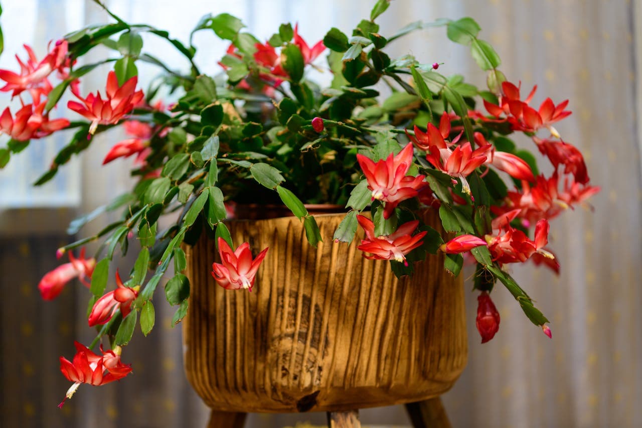 Christmas Cactus
