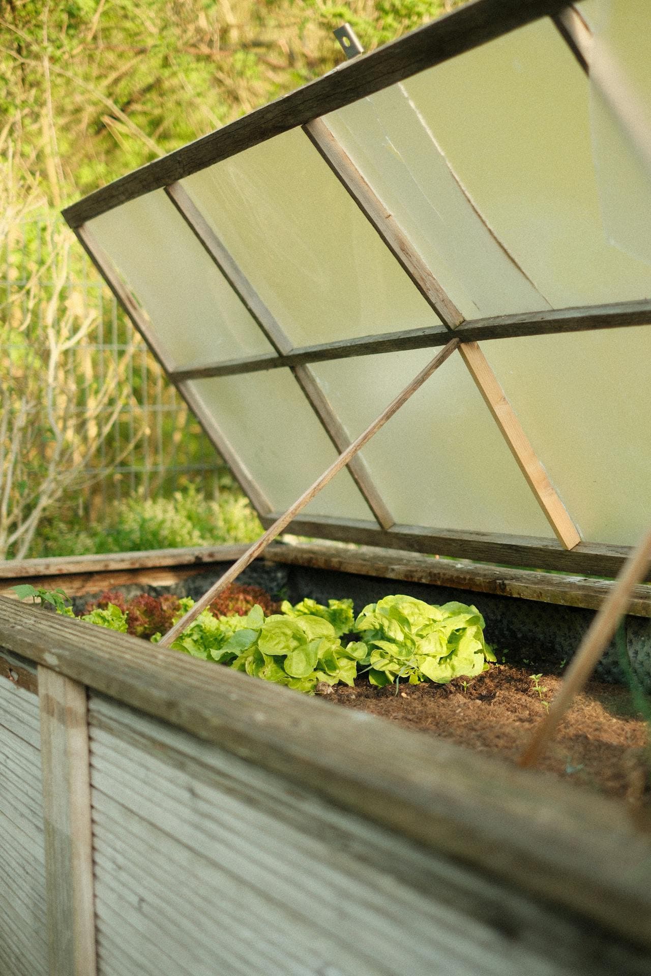 Lettuce growing inside a cold frame