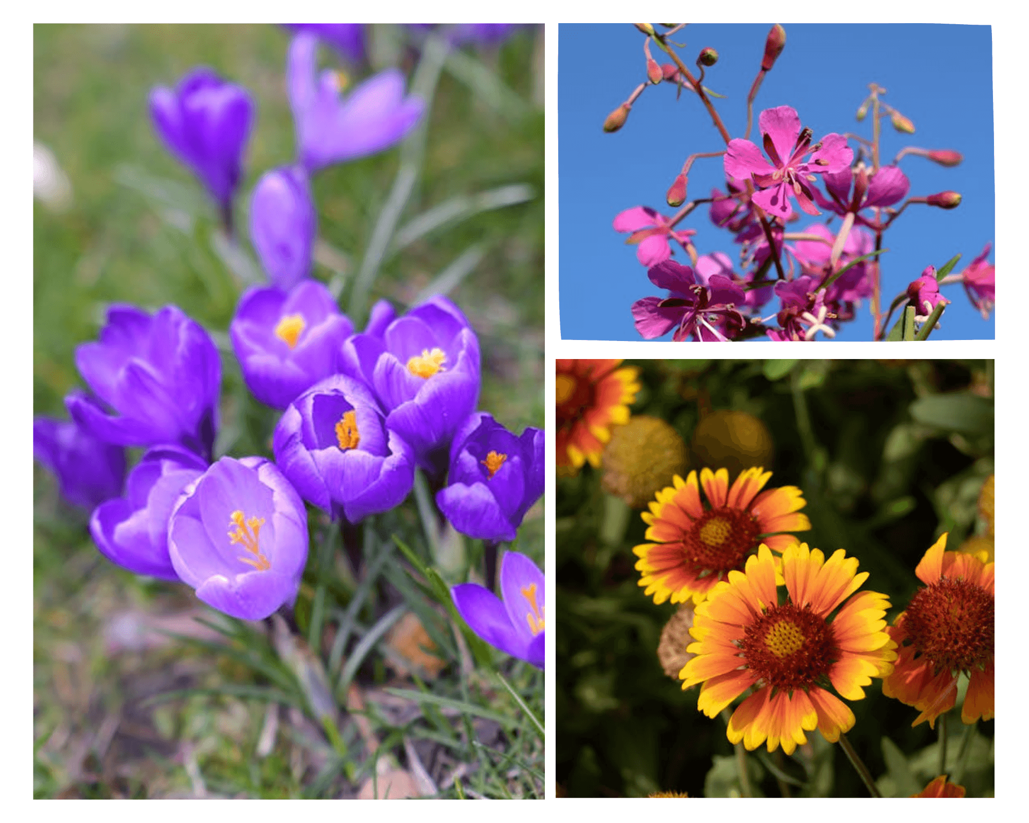 Collage of three iconic Alberta wildflowers — prairie crocus, fireweed, and blanket flower