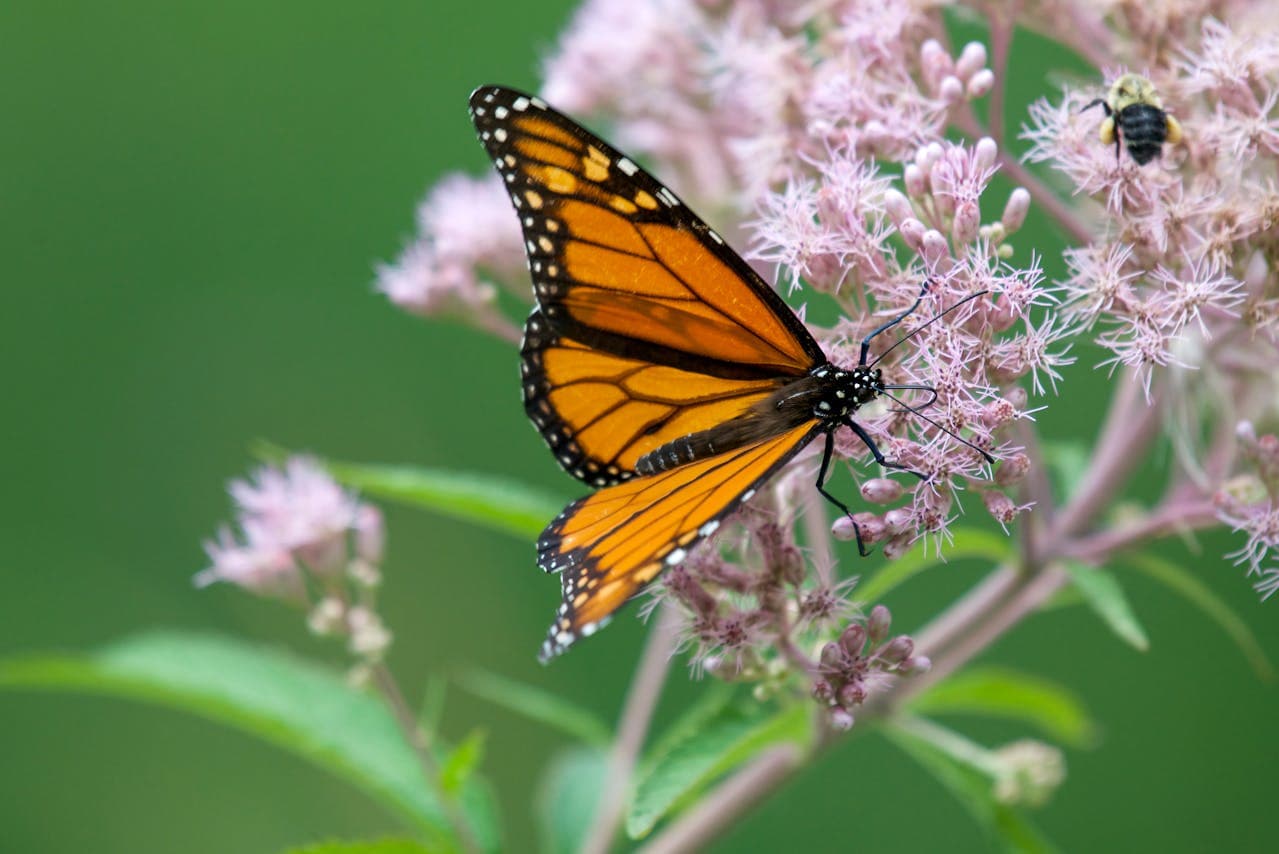 Common Milkweed