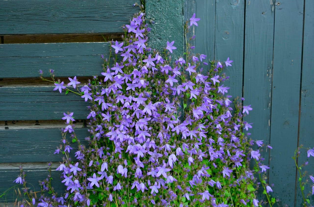 Creeping Bellflower