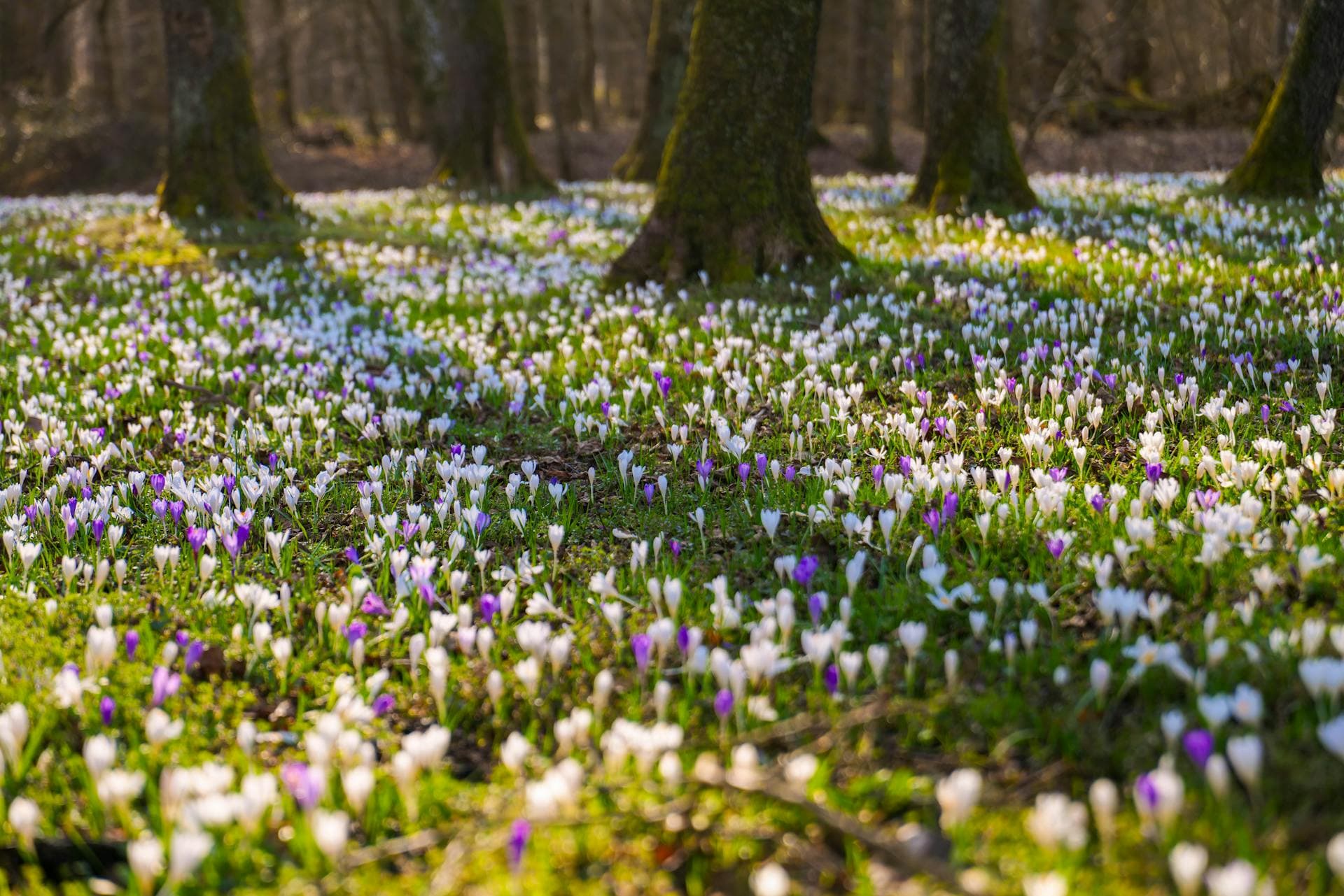 A field of prairie crocuses in early spring