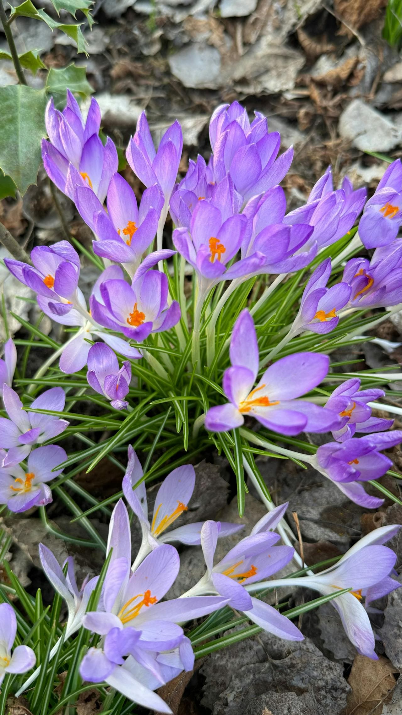 Prairie crocus in bloom