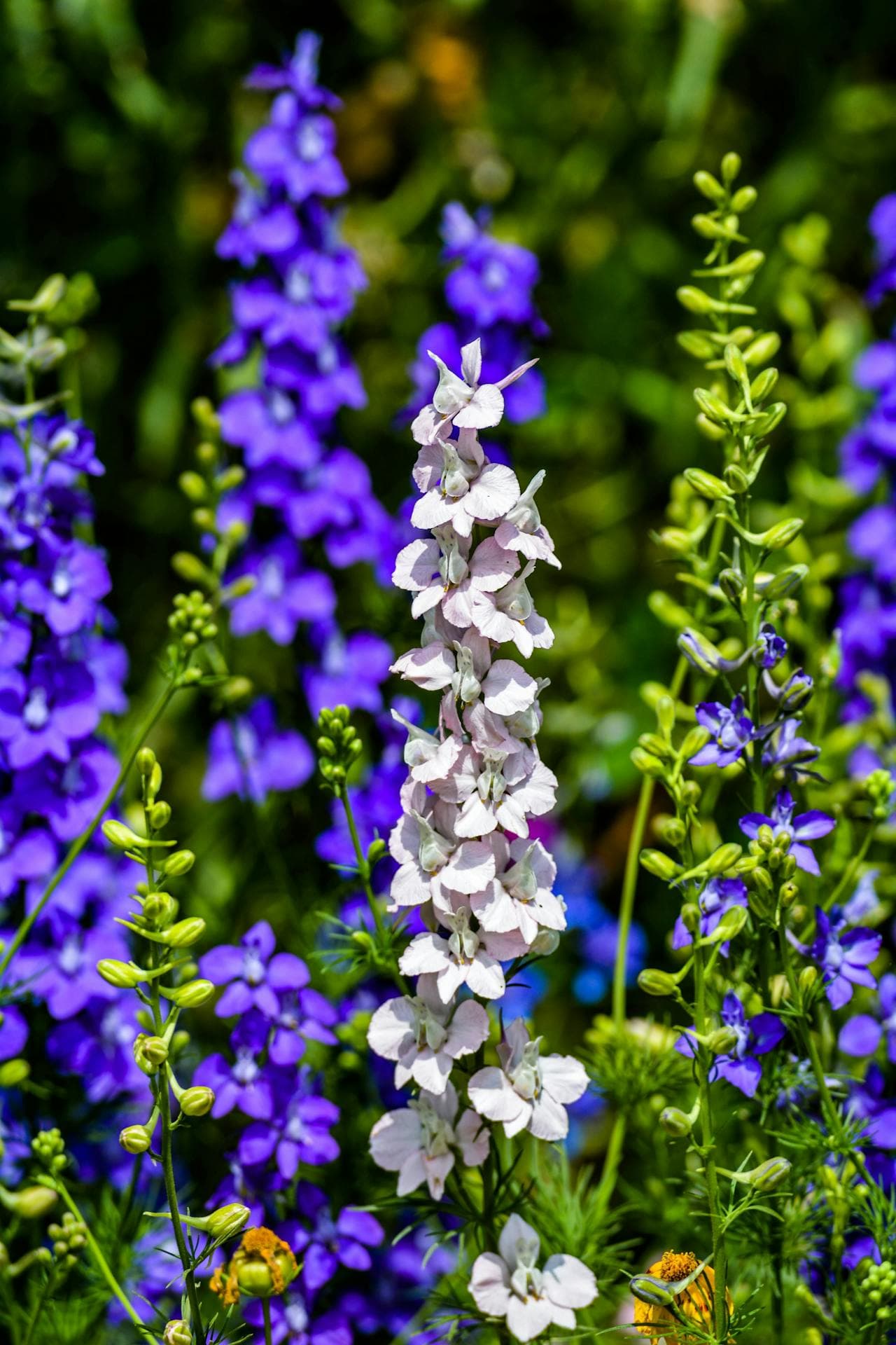 Delphinium
