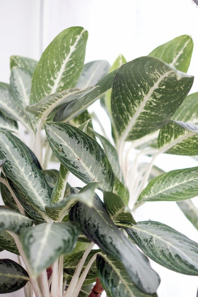 Dieffenbachia