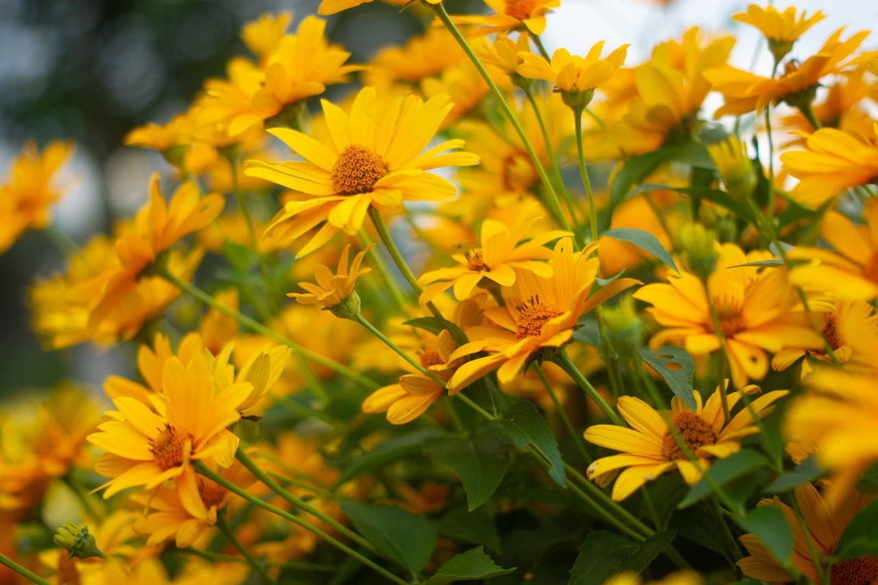 False Sunflower