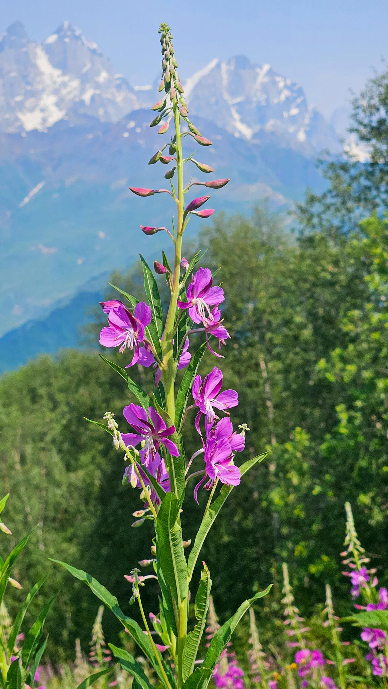 Fireweed