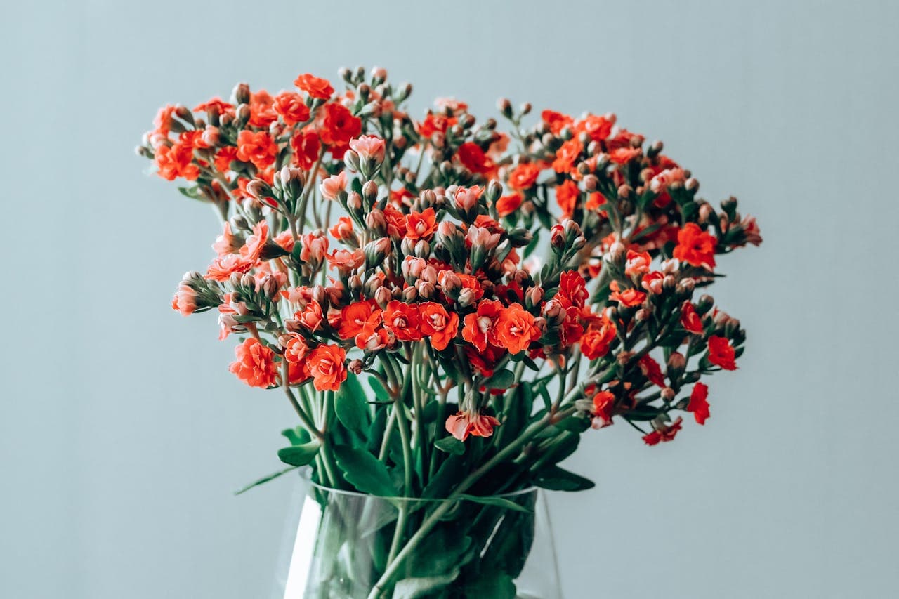 Florist's Kalanchoe — additional view