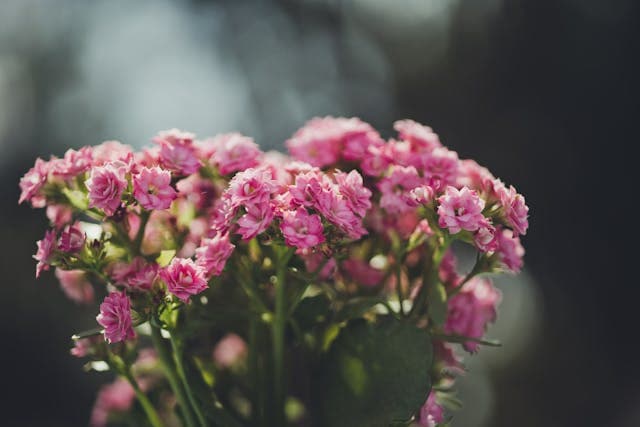 Florist's Kalanchoe