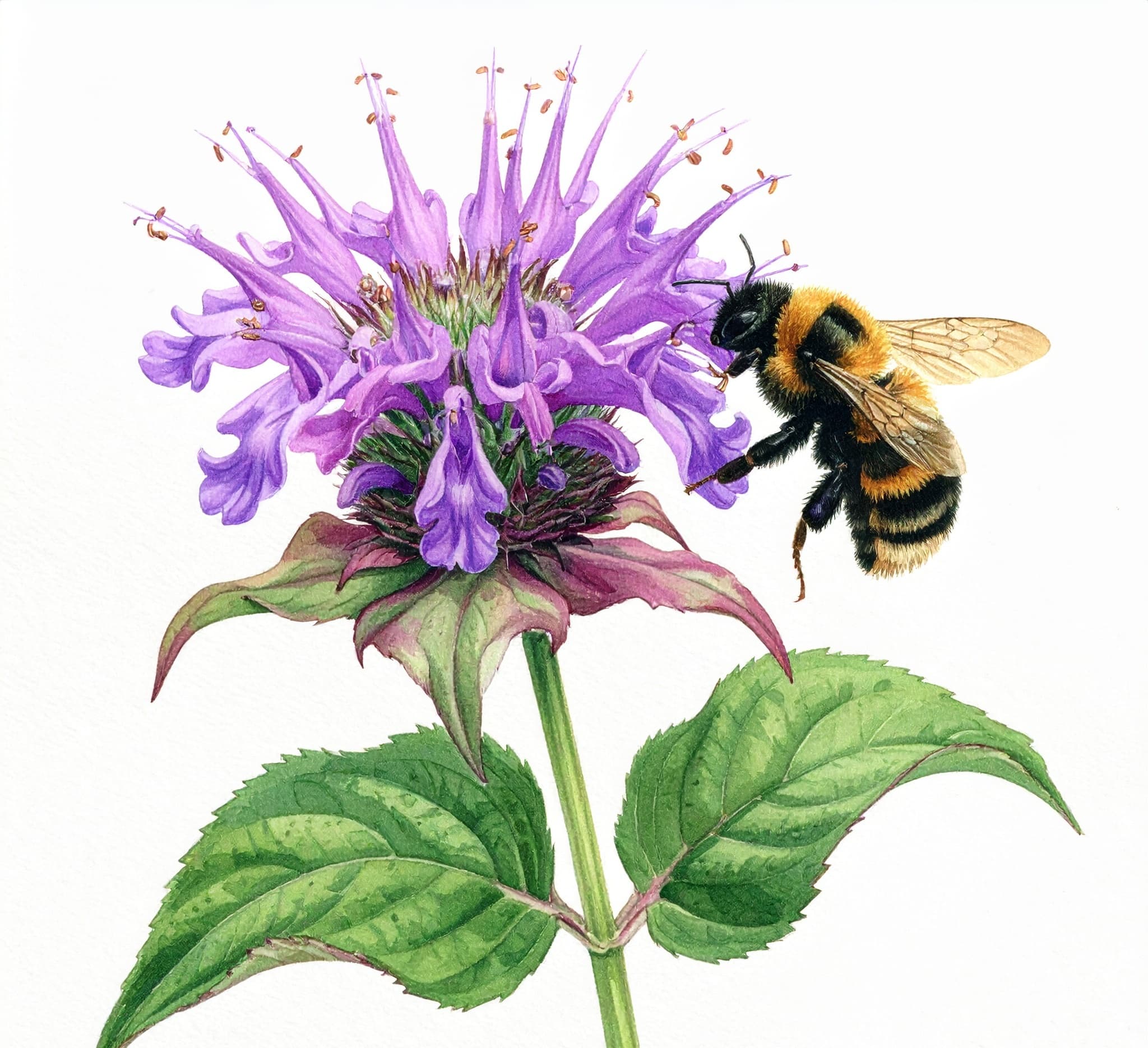 For Pollinators