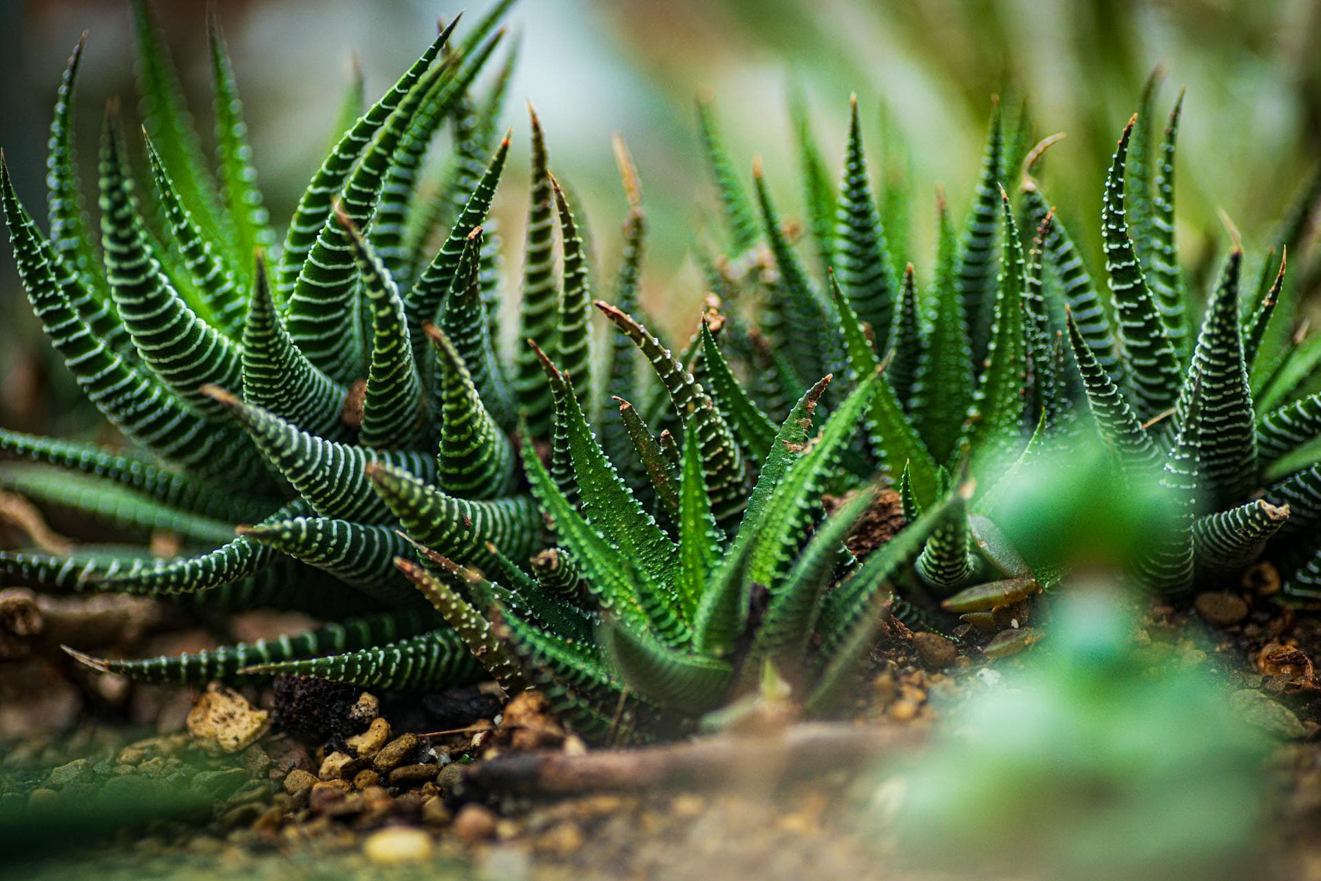 Haworthia