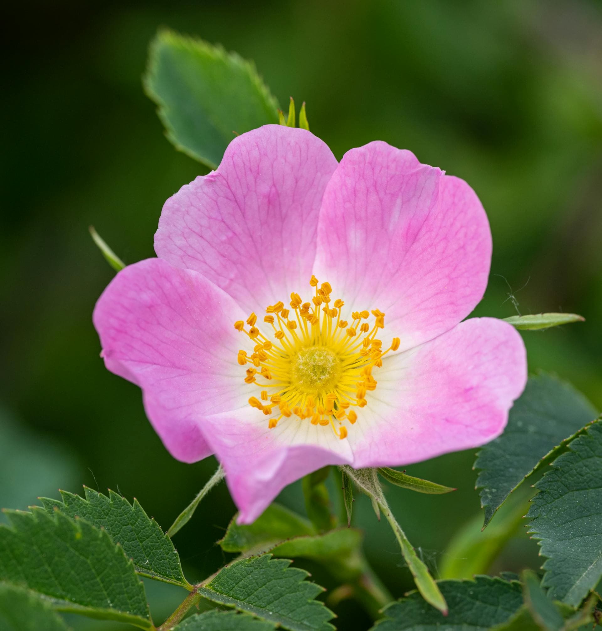 Wild rose in bloom