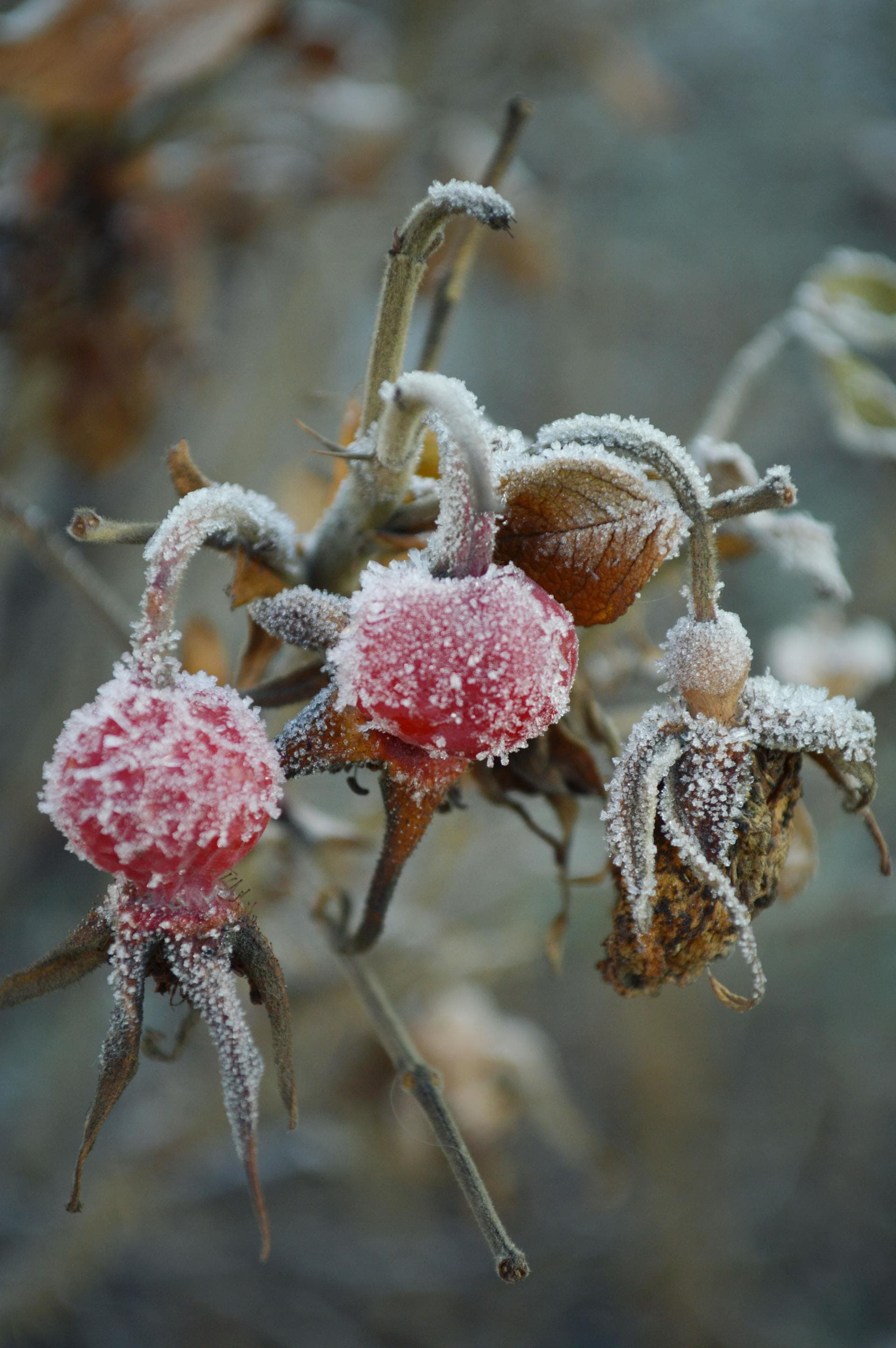 Frozen rosehips in winter