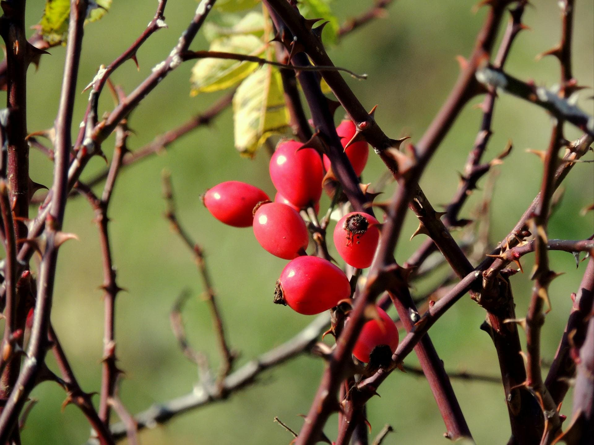 Red rosehips on thorny branches
