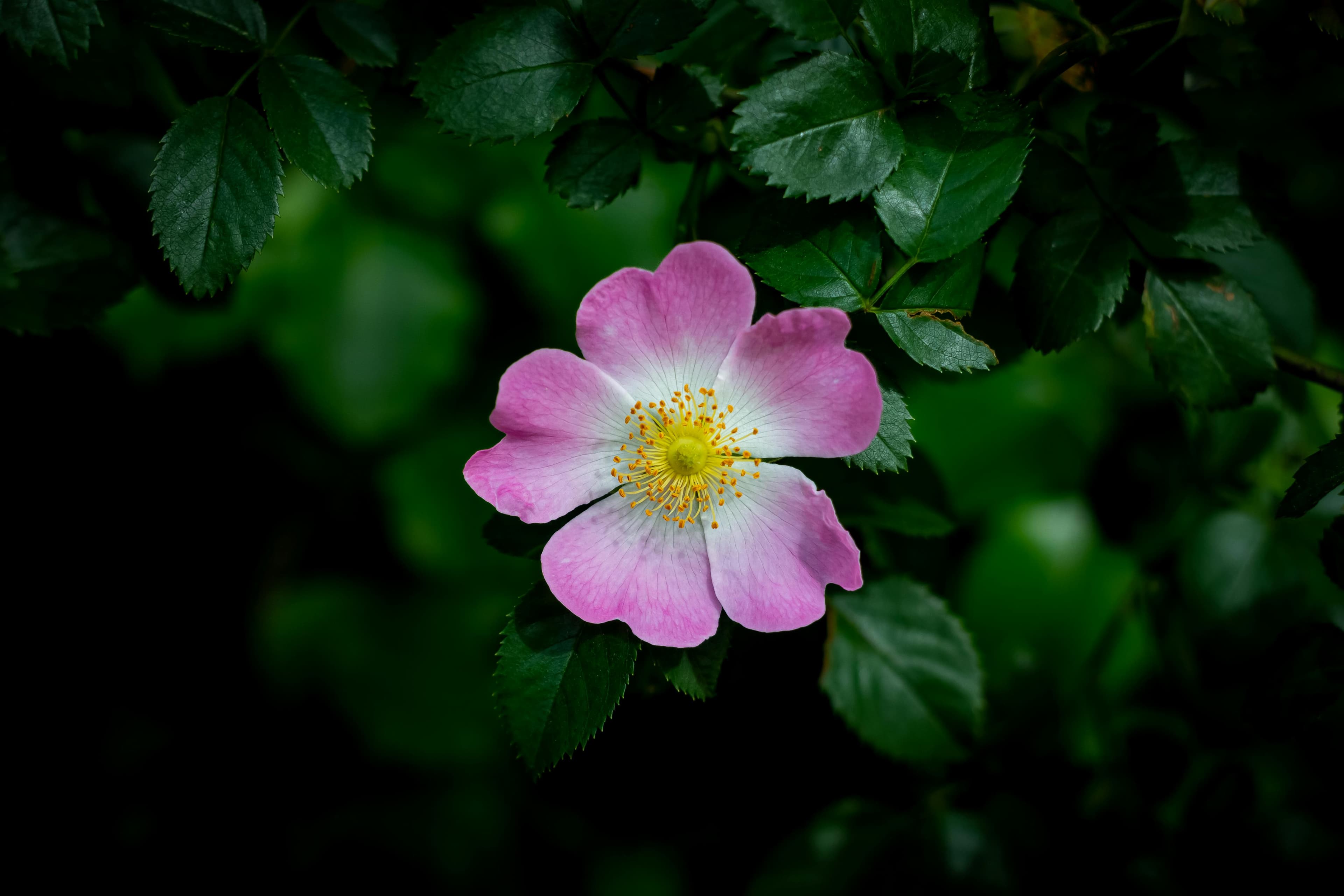 Alberta Wild Rose