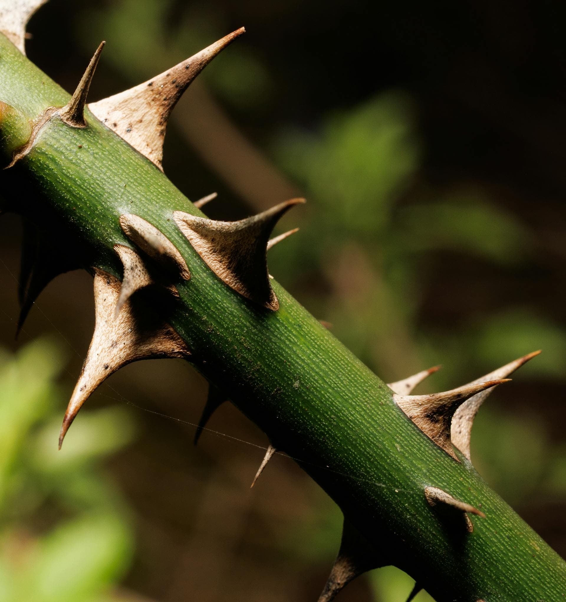 Wild Rose stem showing prickles