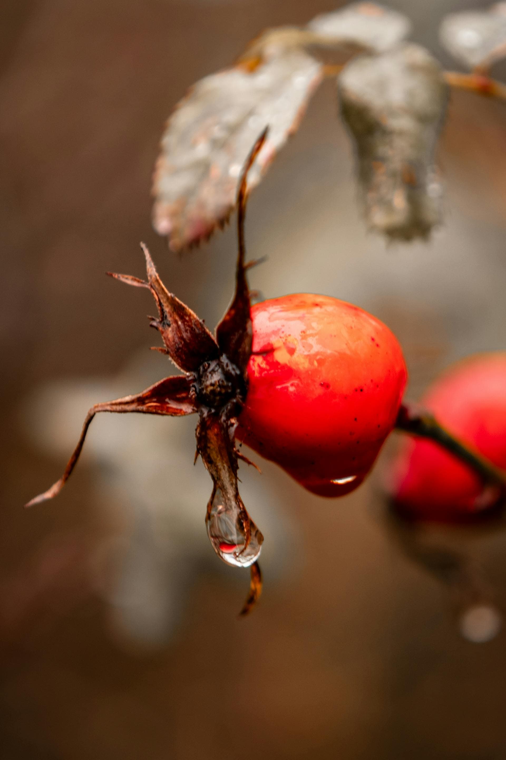 A single rosehip with morning dew