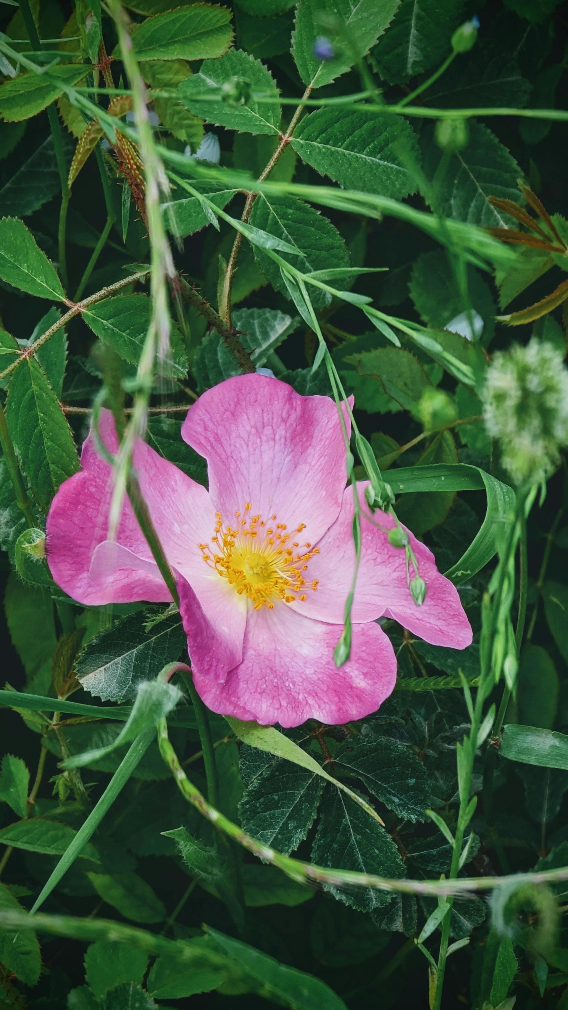 Alberta Wild Rose