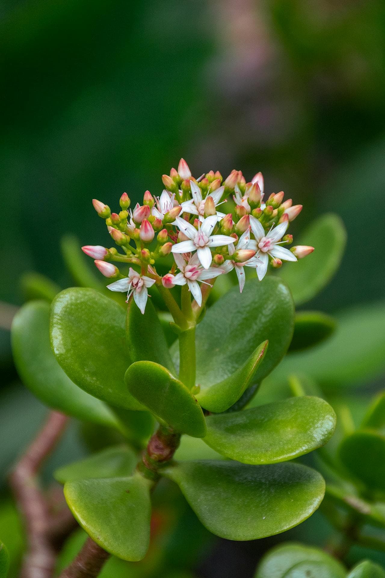 Jade Plant