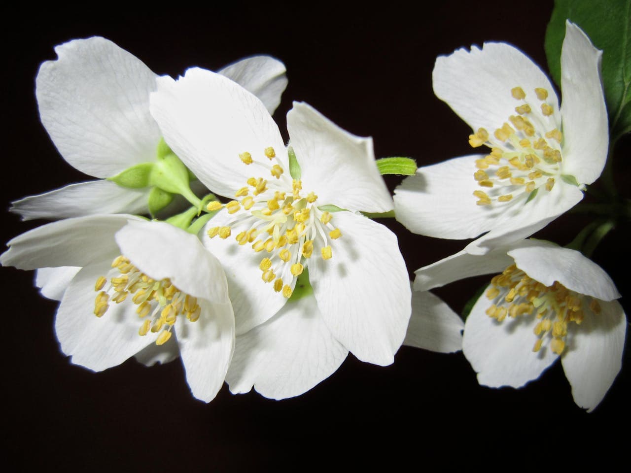 Mock Orange