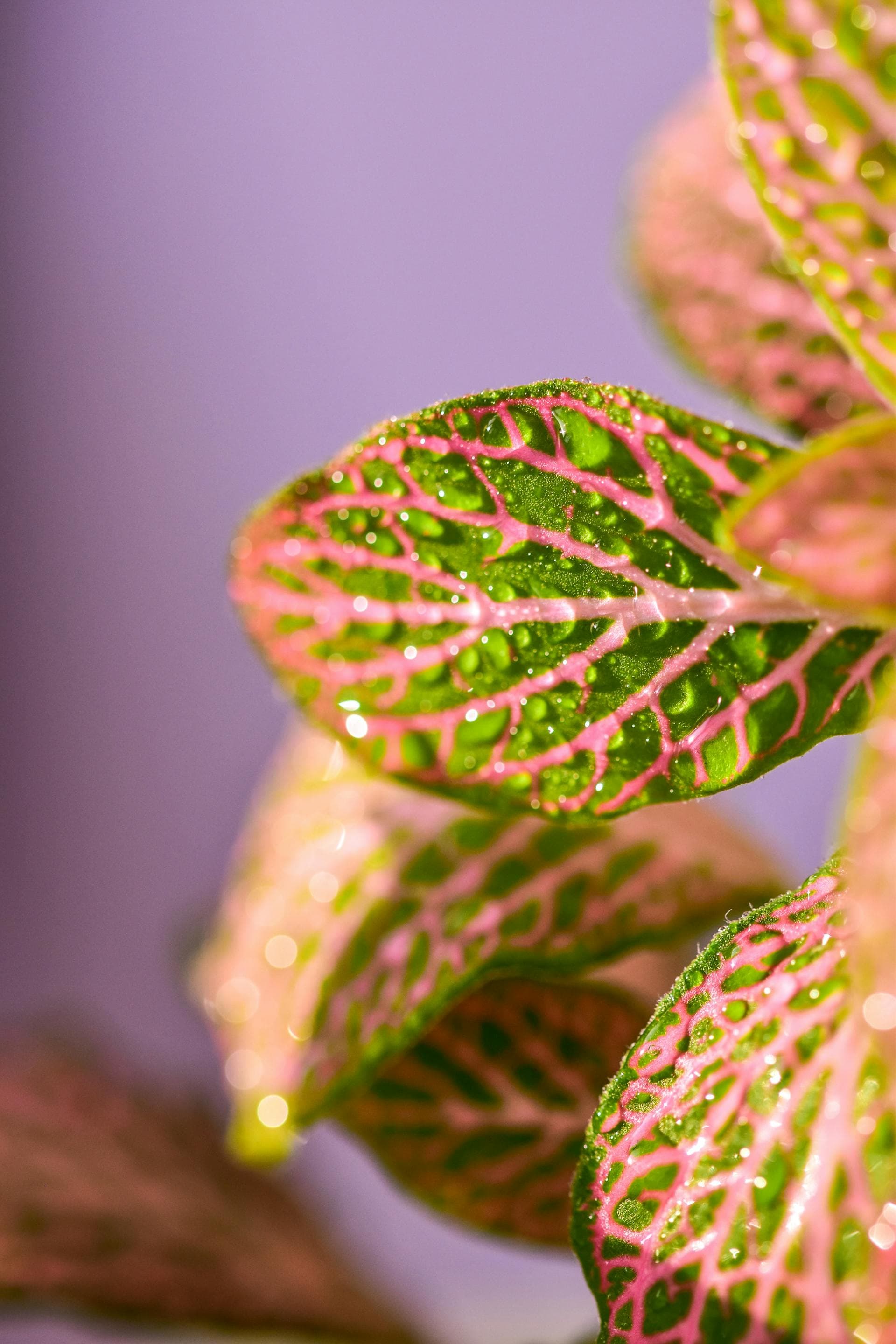 Nerve plant leaves with vivid white veins
