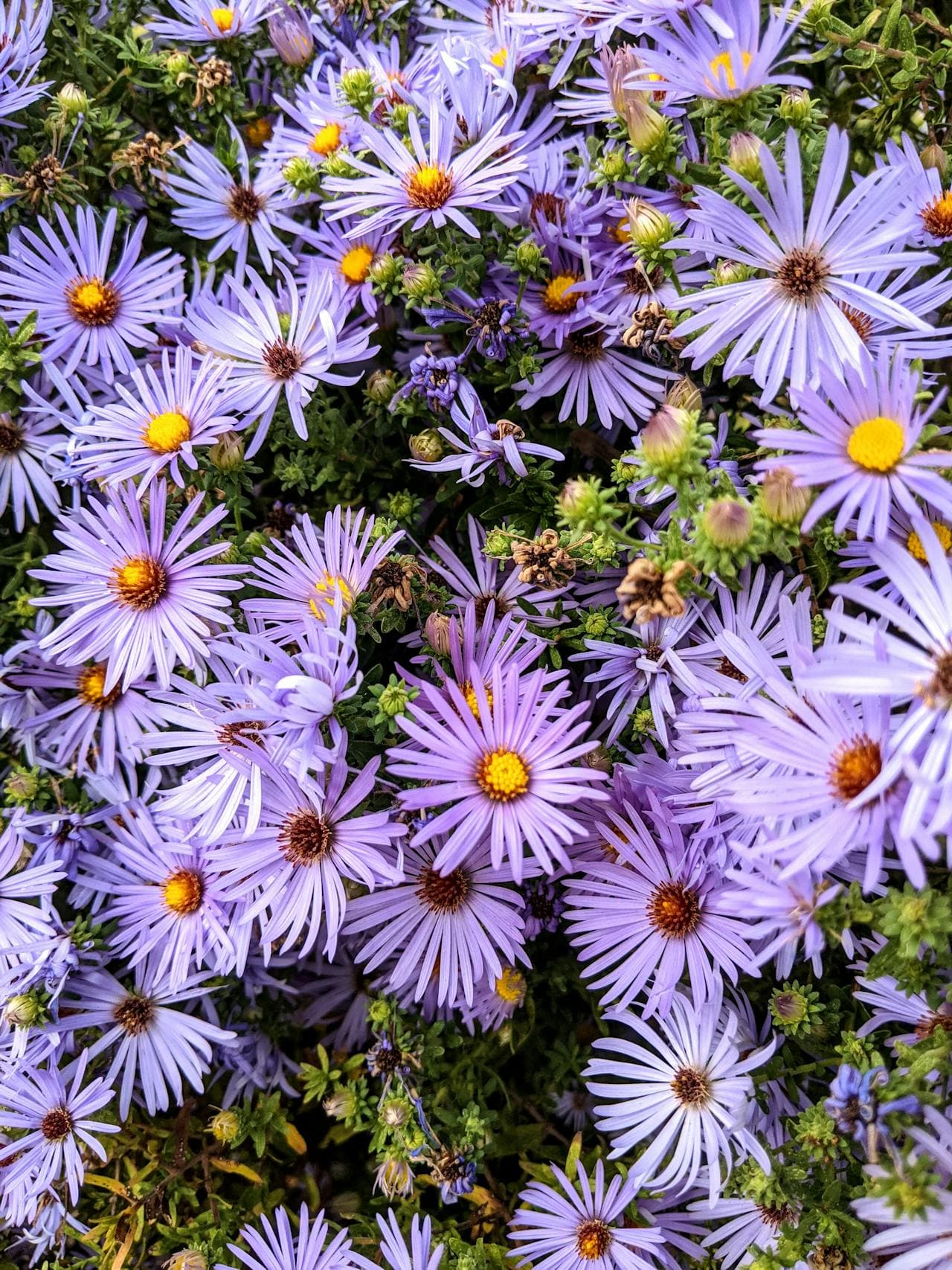 New England Aster