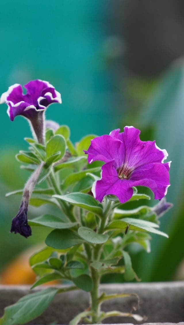 Petunia flowers with spent blooms ready for deadheading