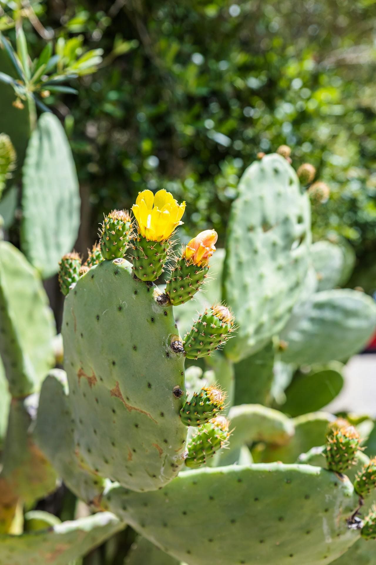 Prickly Pear Cactus