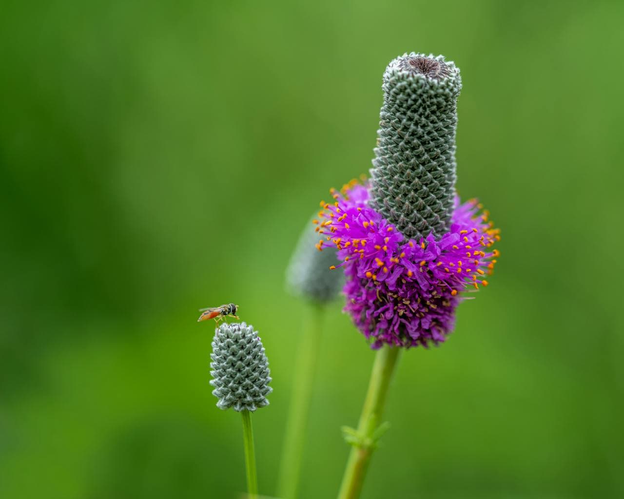 Purple Prairie Clover