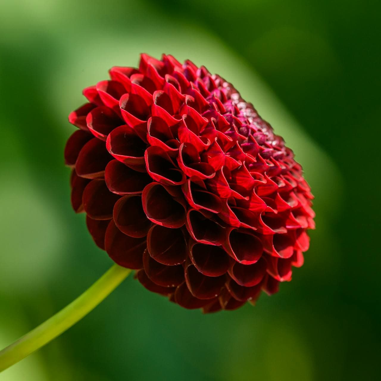 Red dahlias in bloom — tender bulbs that need lifting before Alberta winter