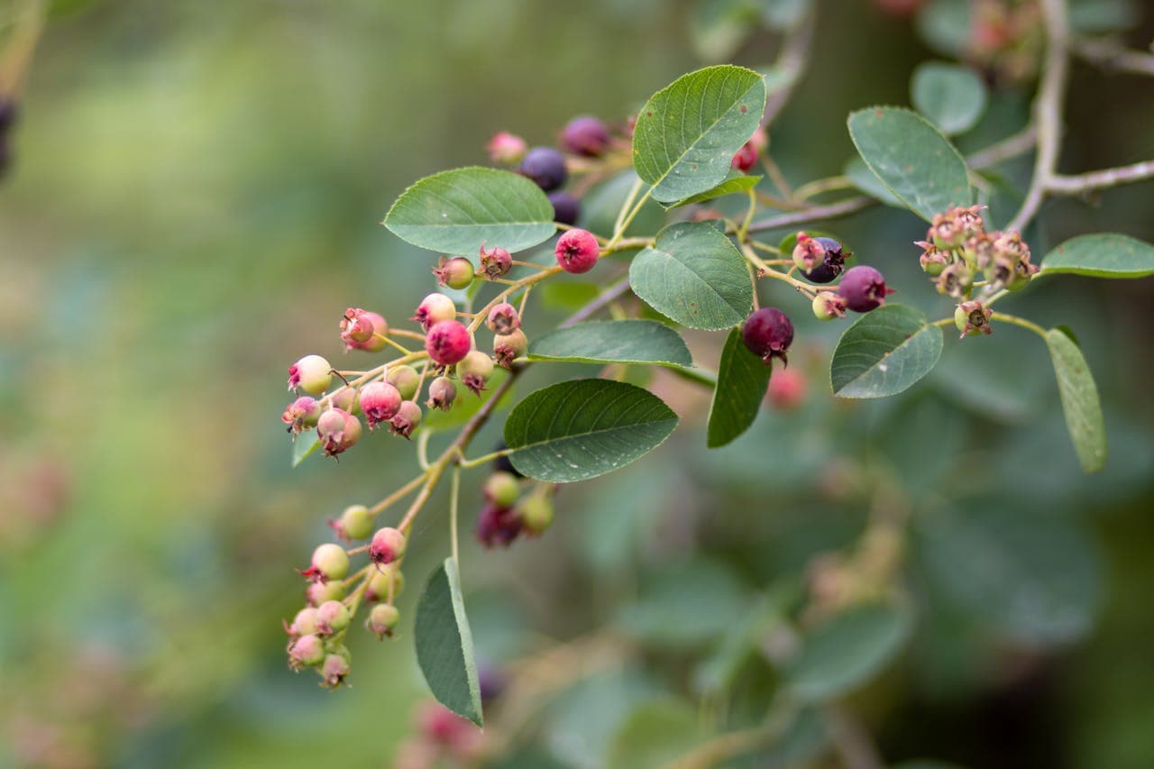 Saskatoon berries on the bush