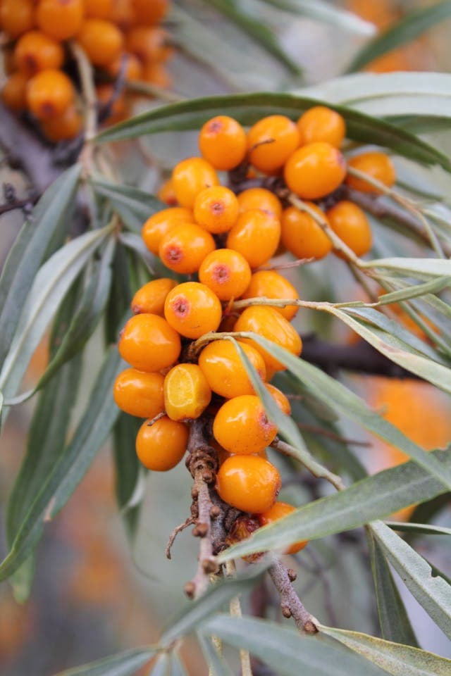 Sea Buckthorn