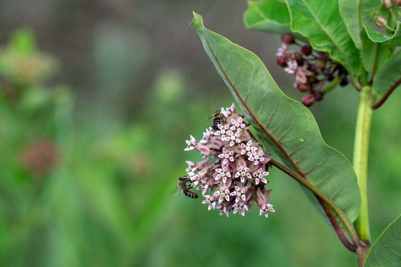 Showy Milkweed