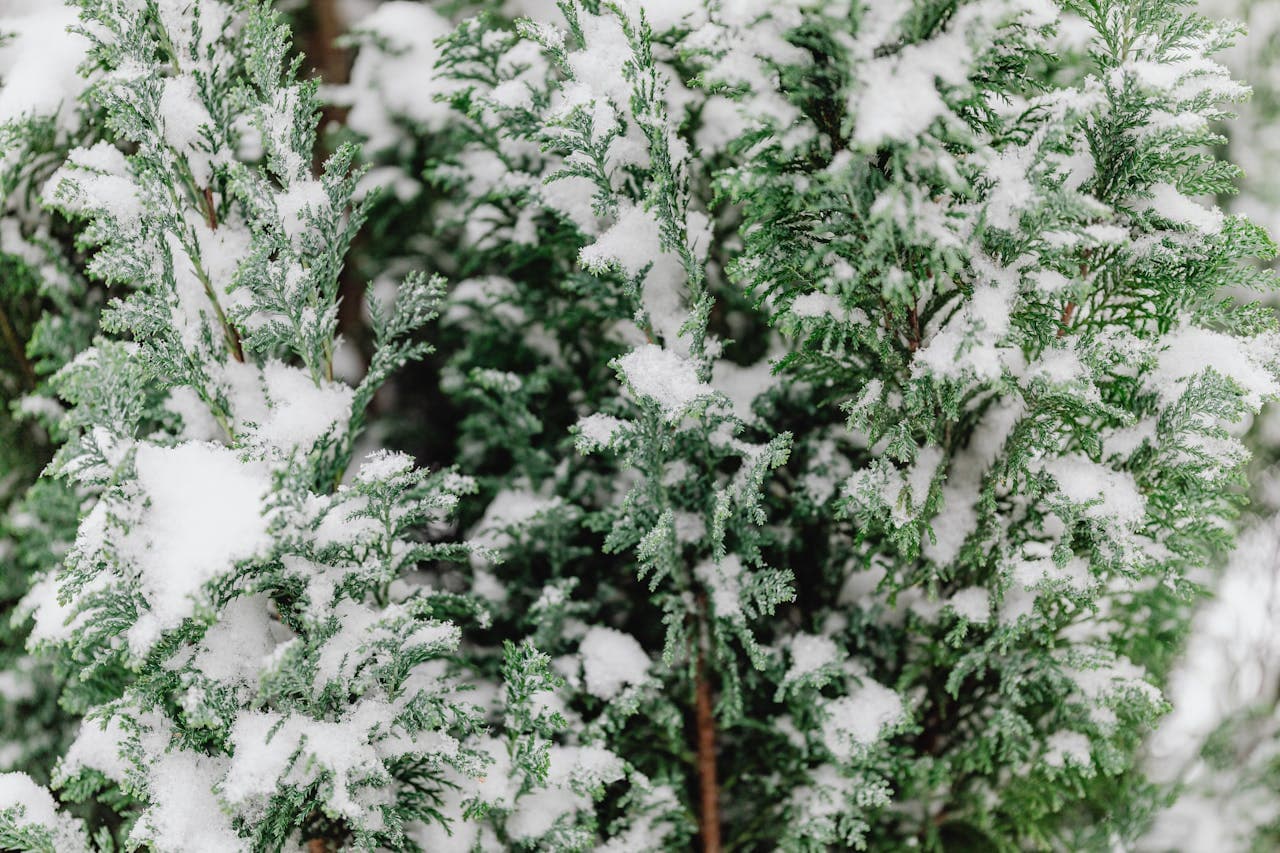 Hardy shrub holding its shape under fresh snow
