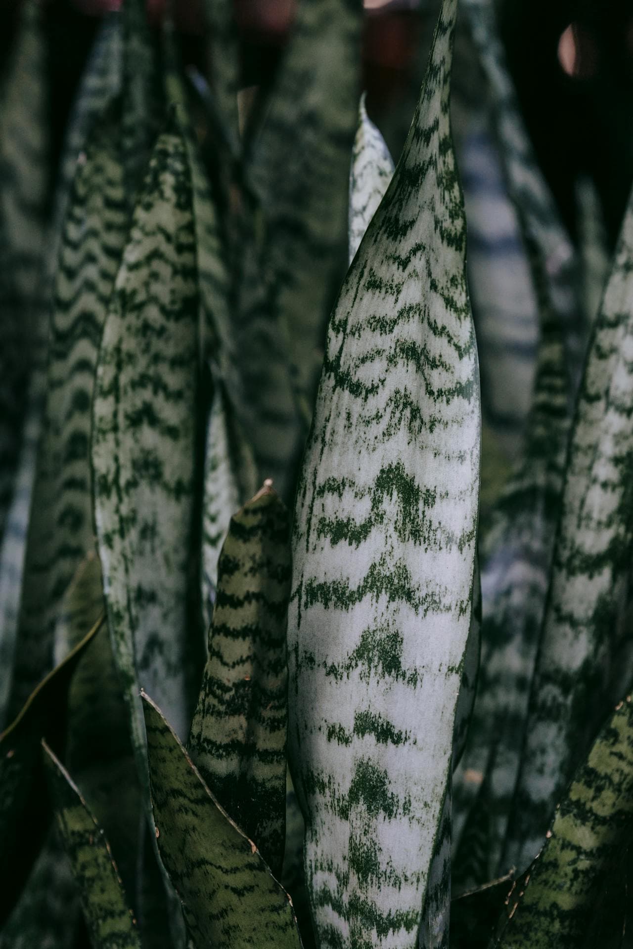 Snake plant (Sansevieria) leaves — low-light tolerant