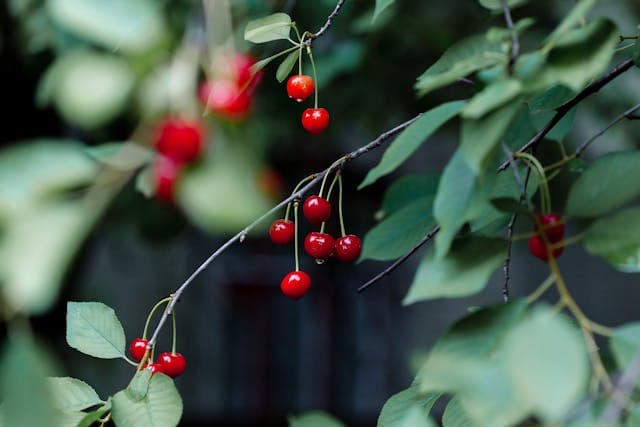 Sour Cherry