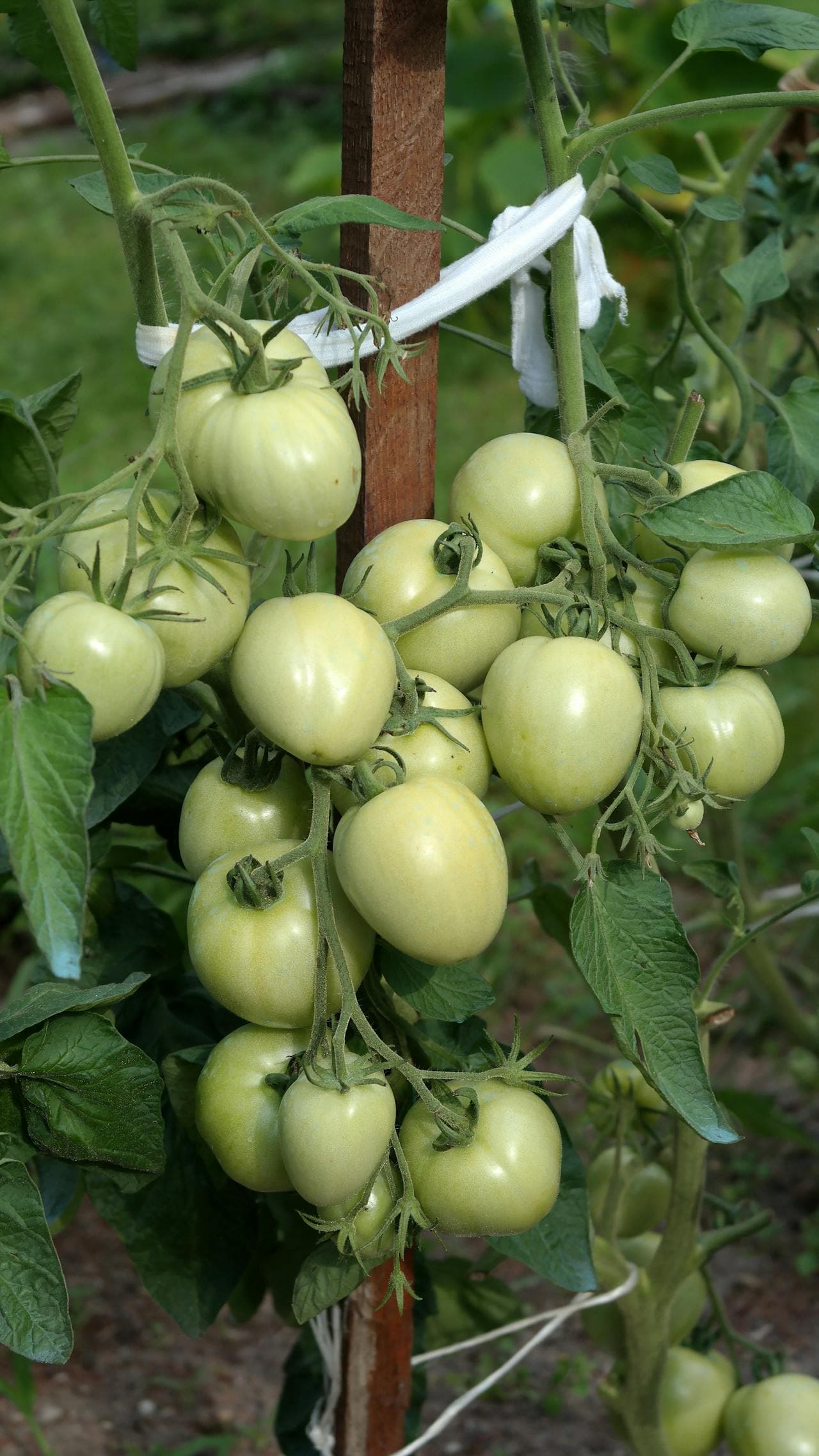 Tomato plant tied to a vertical stake