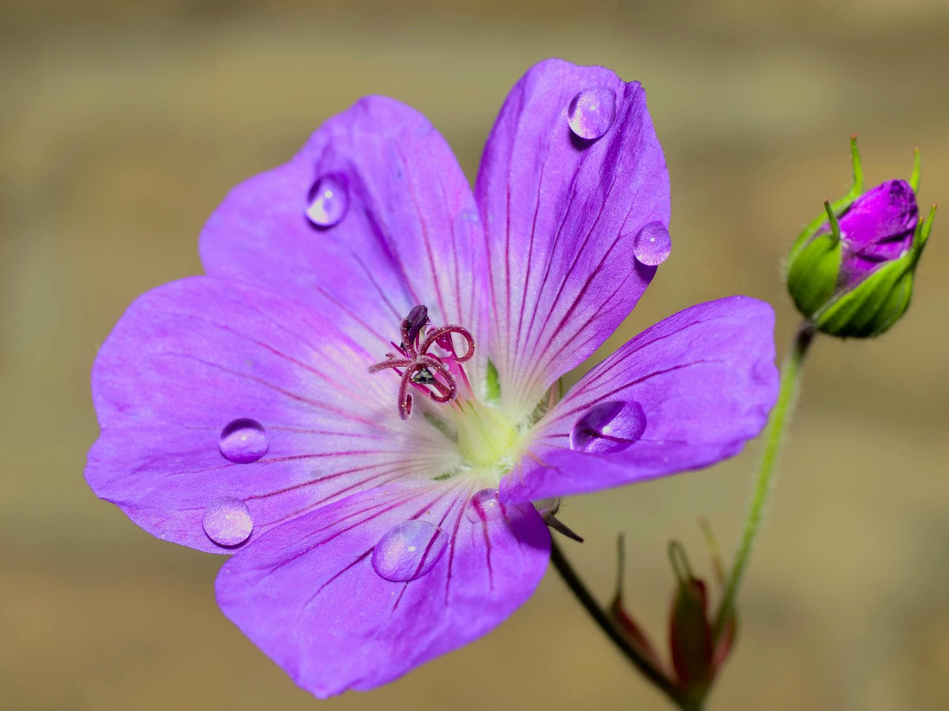 Sticky Purple Geranium