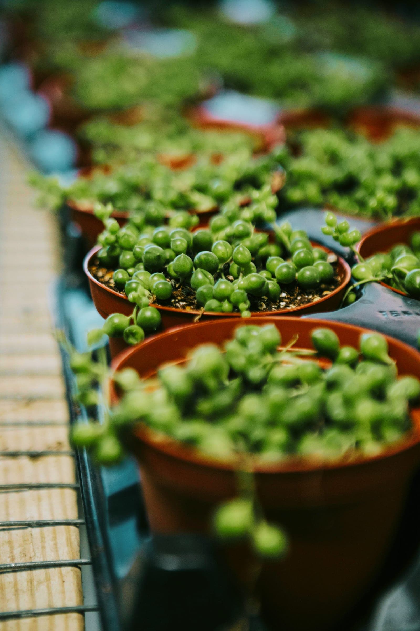 String of Pearls